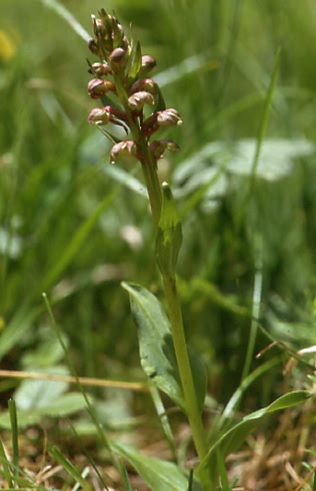 Coeloglossum viride 1