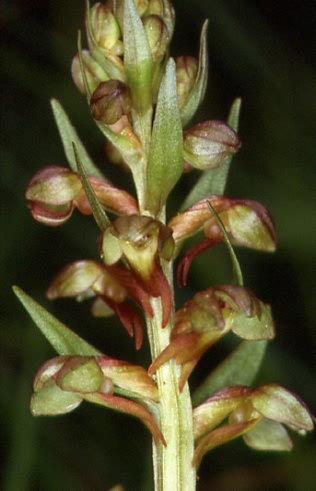 Coeloglossum viride 2