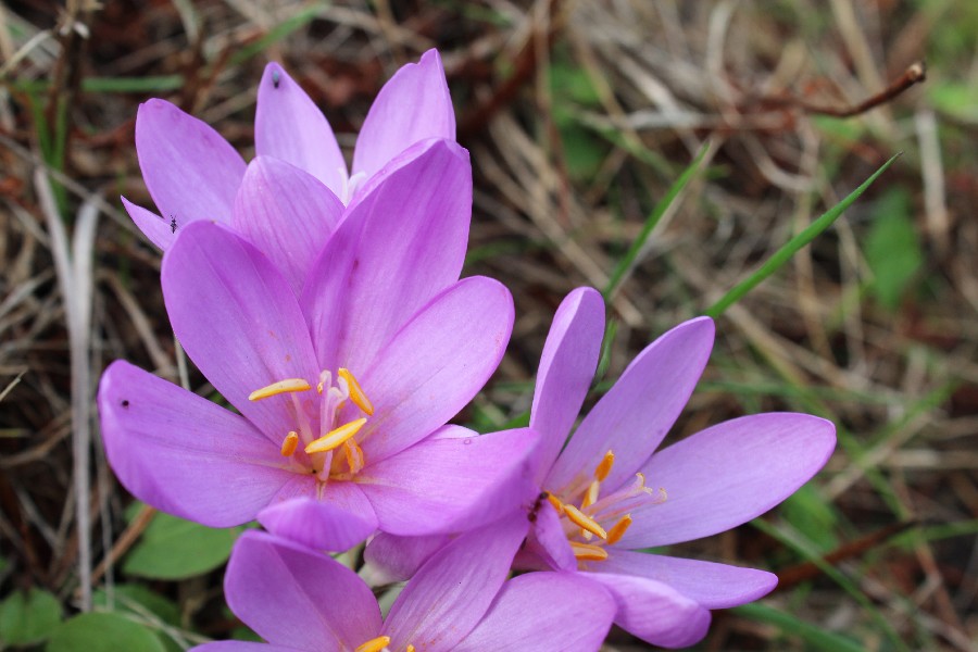 Colchicum autumnale 2