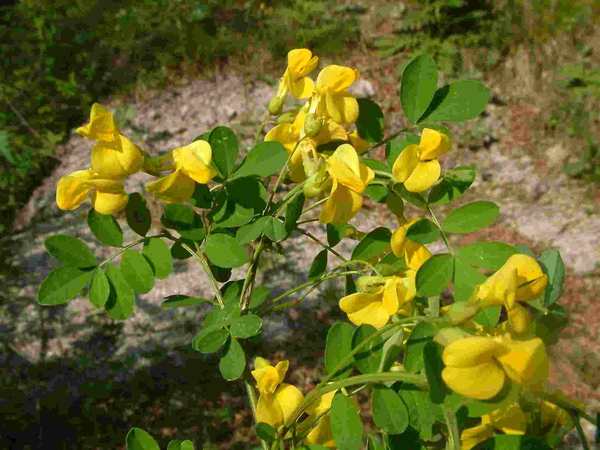 Colutea arborescens 1