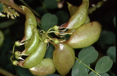 Colutea arborescens 2