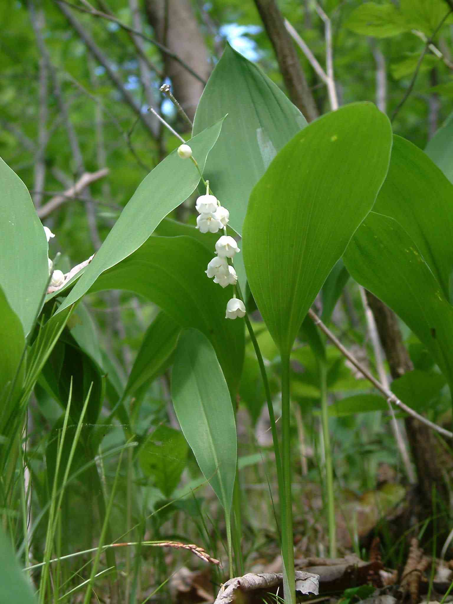 Convallaria majalis 1