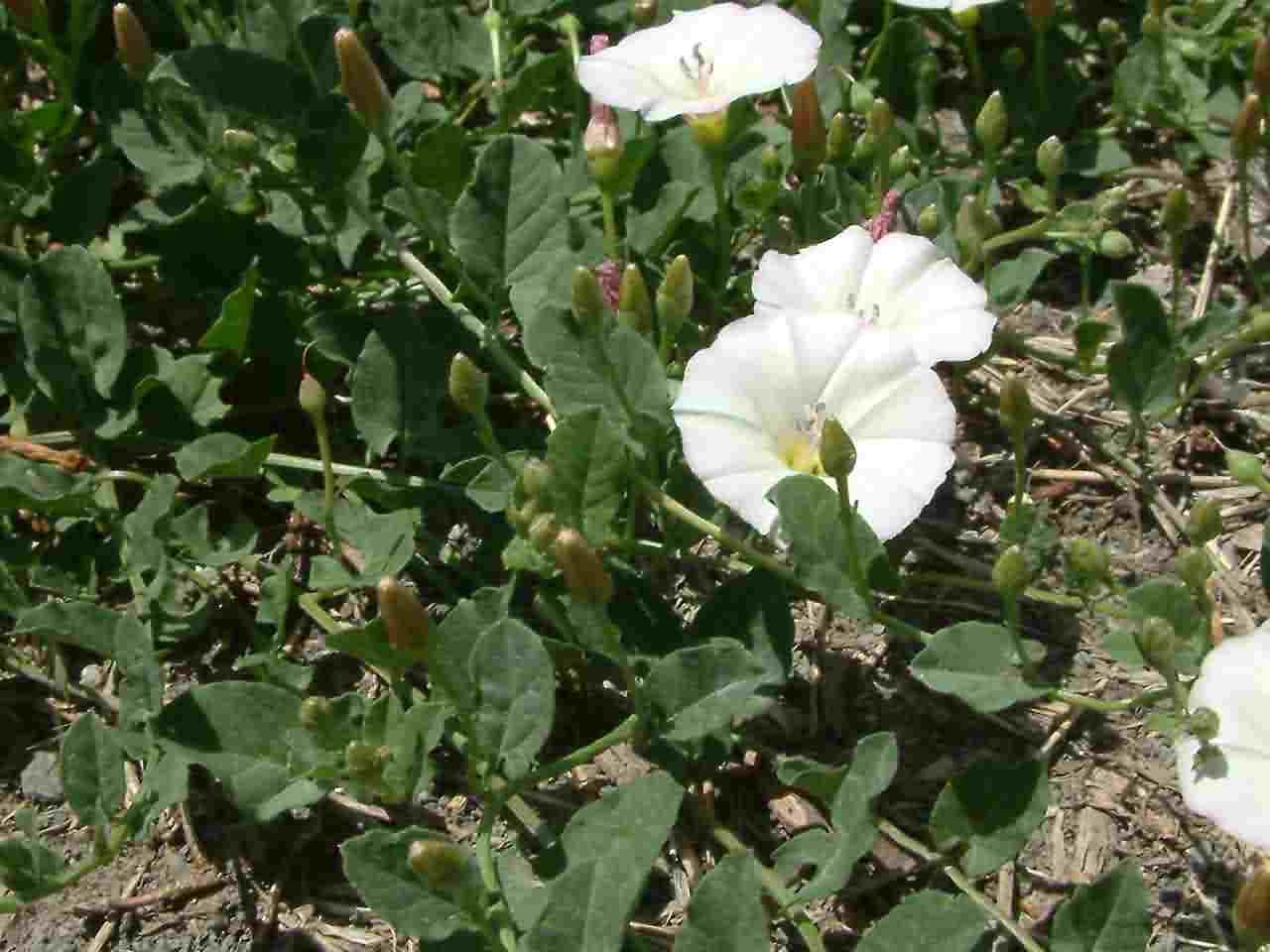 Convolvulus arvensis 1