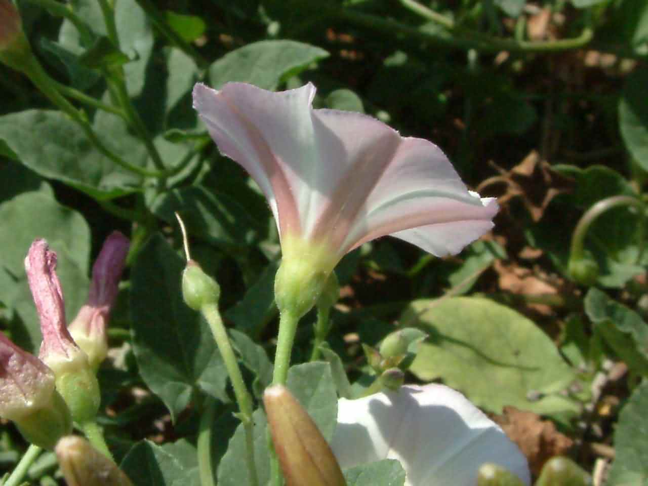 Convolvulus arvensis 2