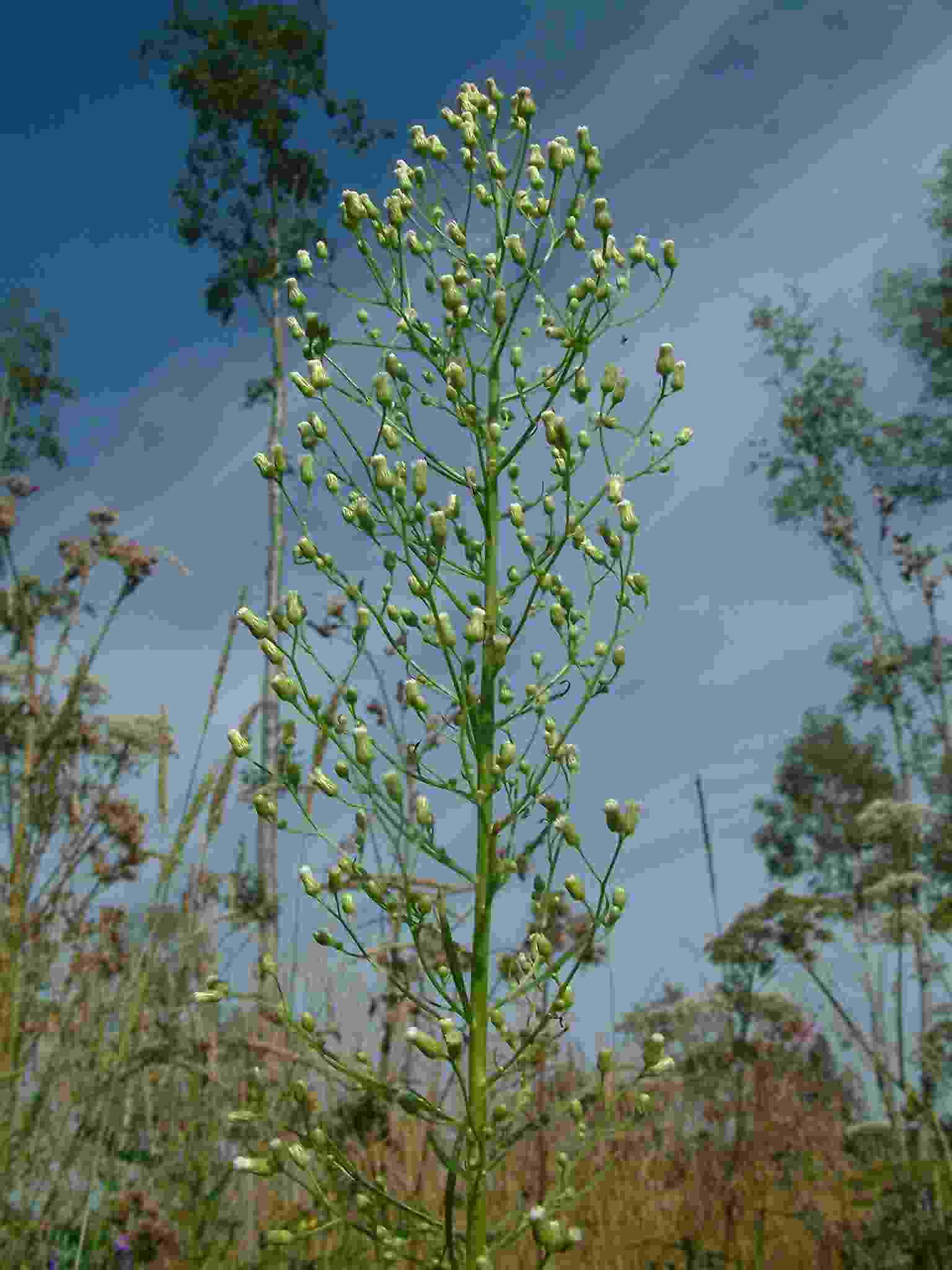 Conyza canadensis 1