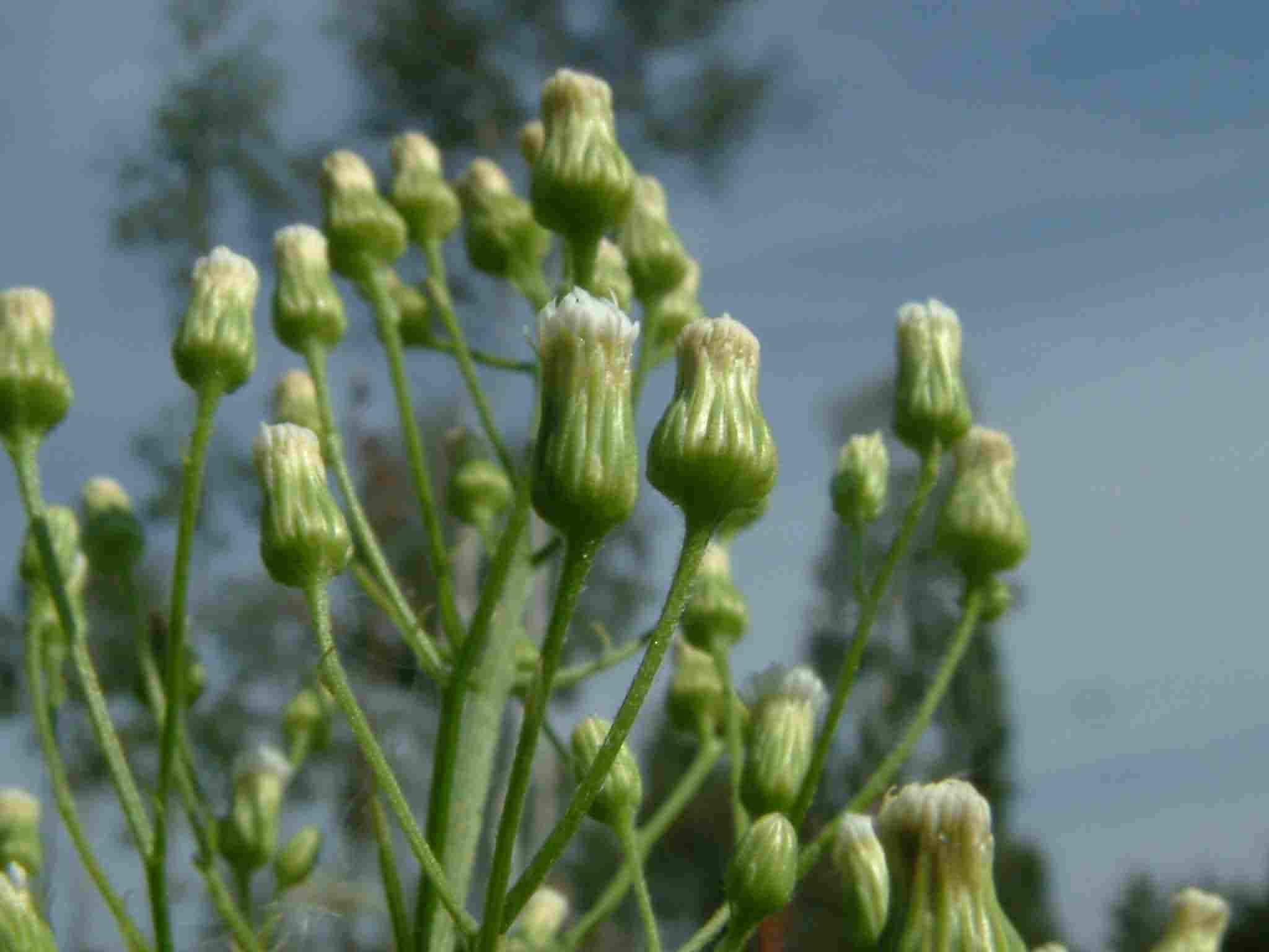 Conyza canadensis 2