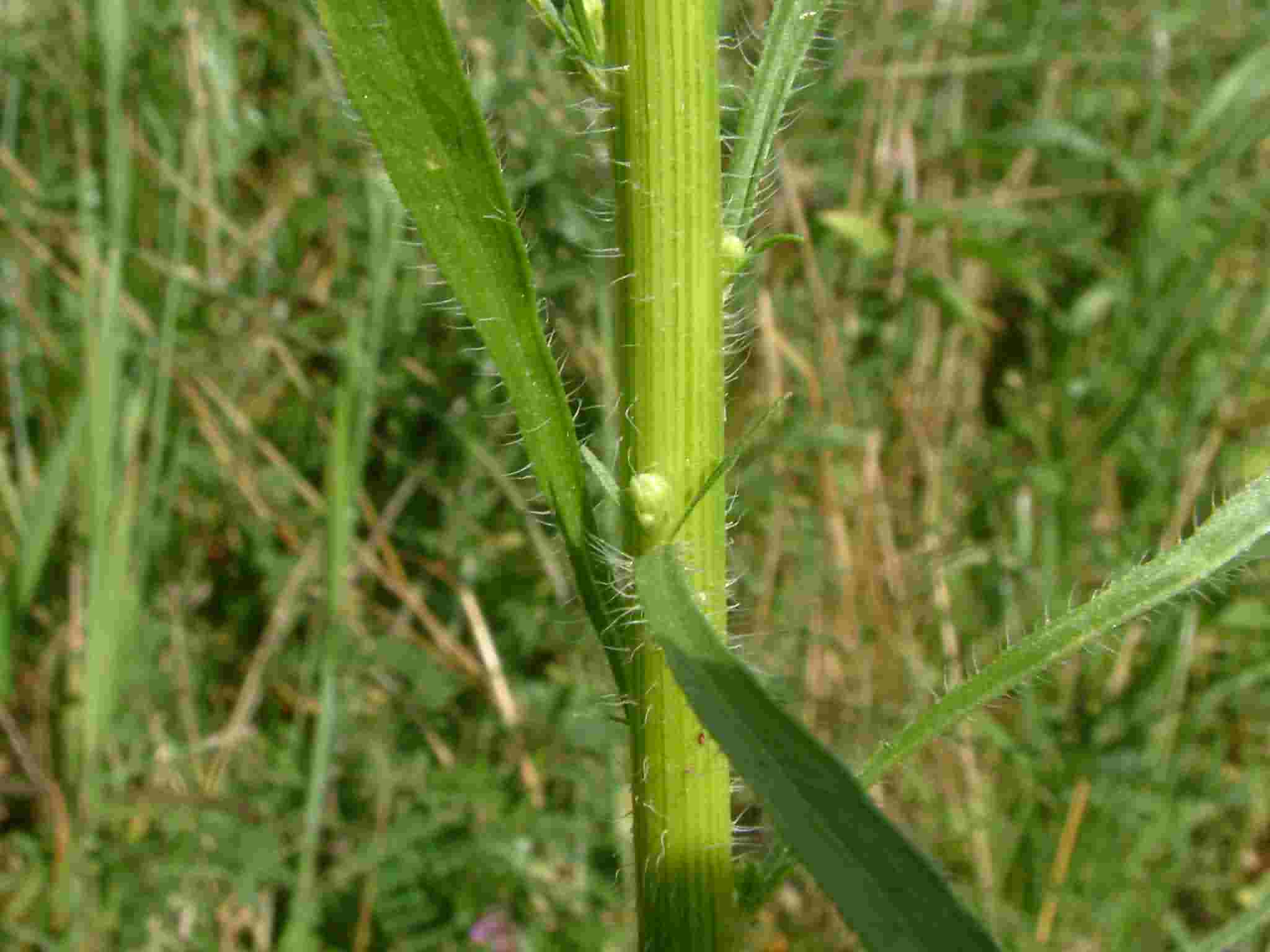 Conyza canadensis 3