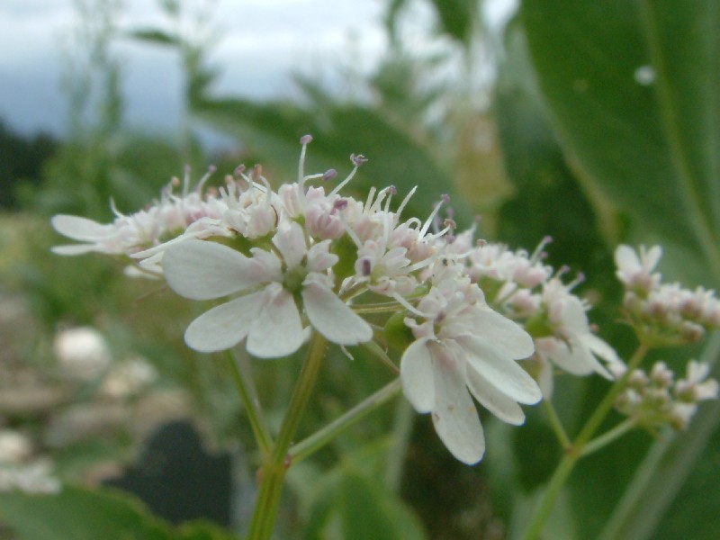 Coriandrum sativum 2