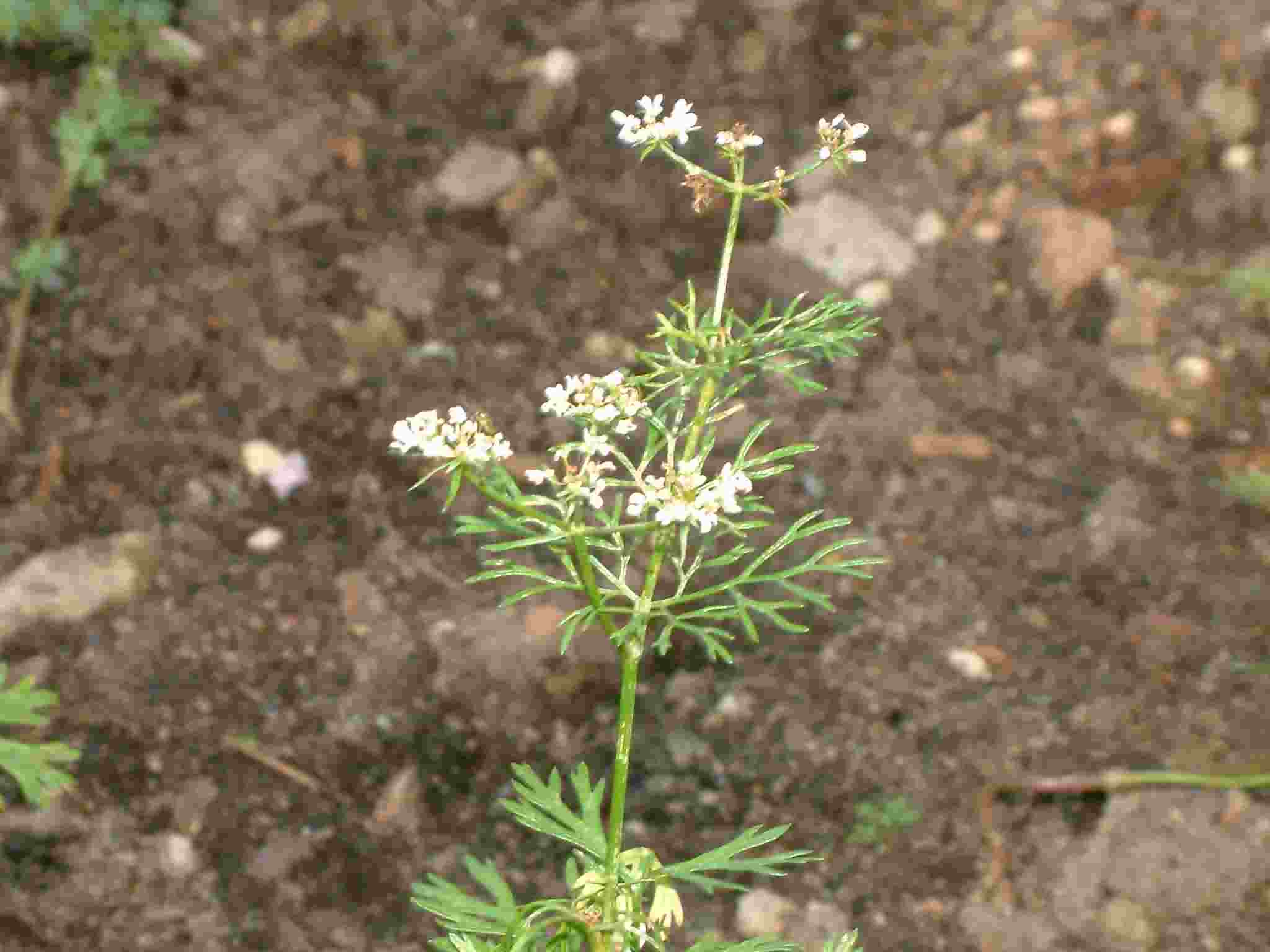 Coriandrum sativum 1