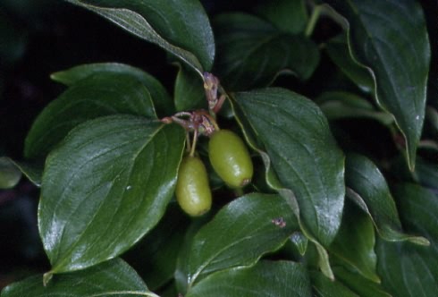 Cornus mas 2