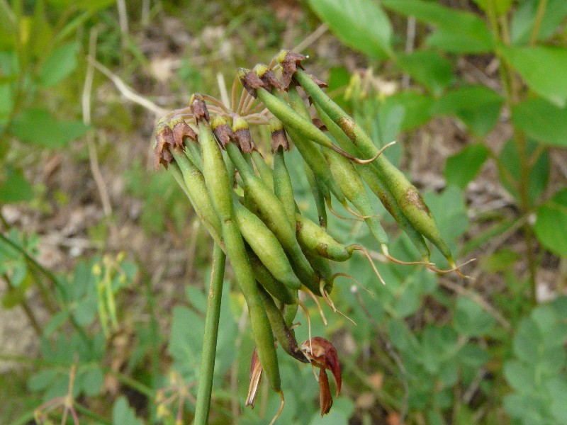 Coronilla coronata 3