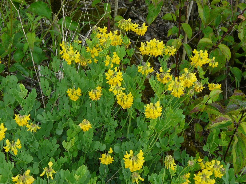 Coronilla coronata 1