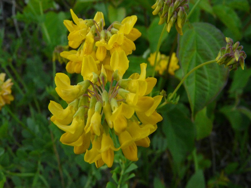 Coronilla coronata 2