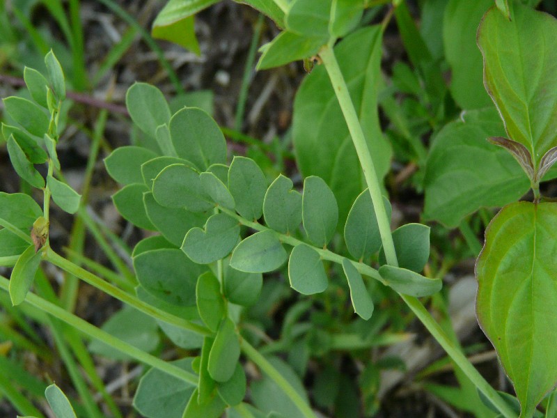 Coronilla coronata 4