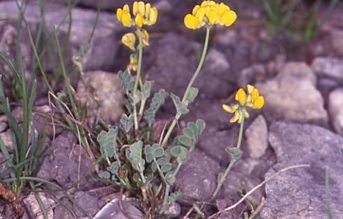 Coronilla vaginalis 1