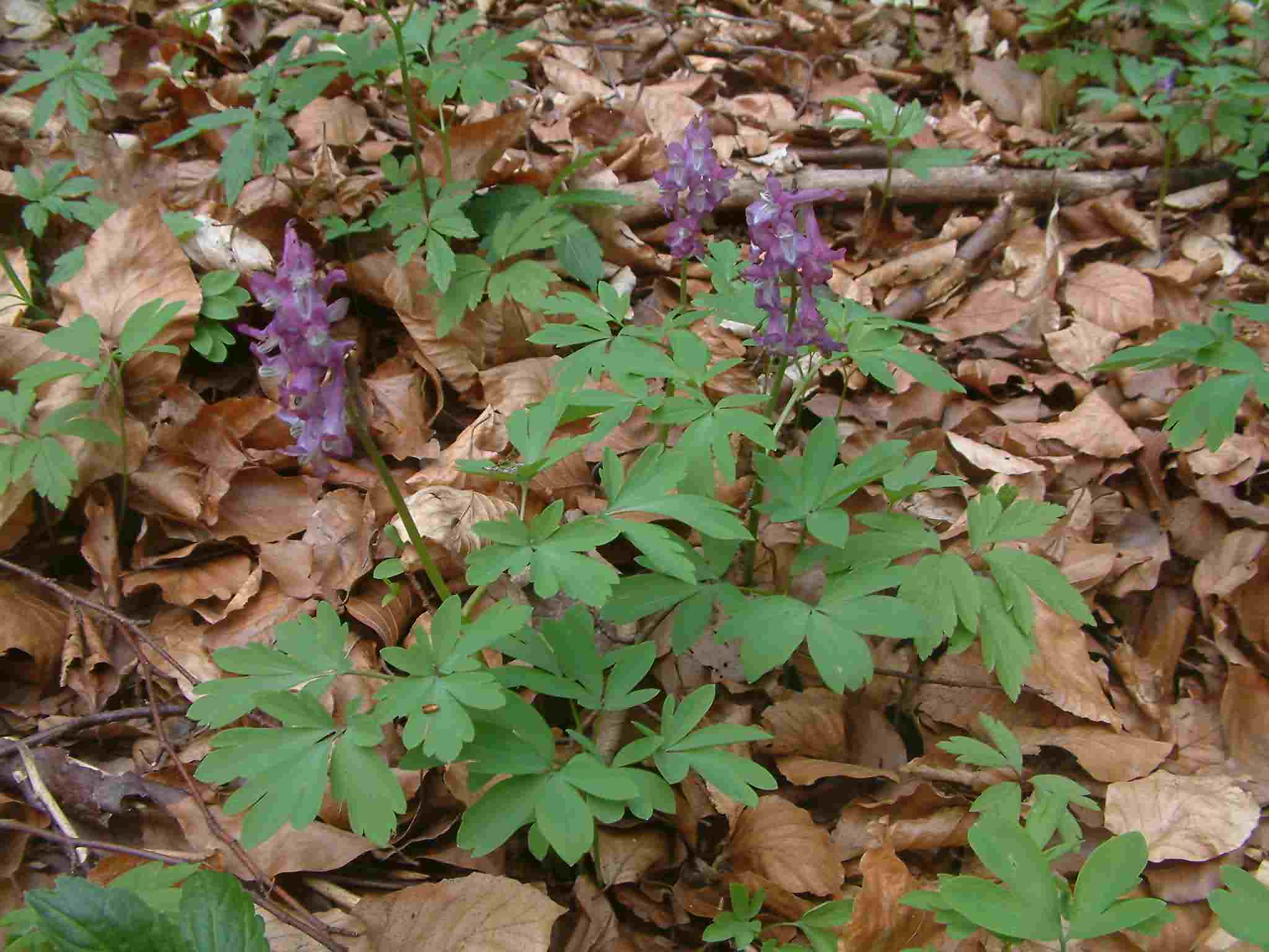 Corydalis cava 1