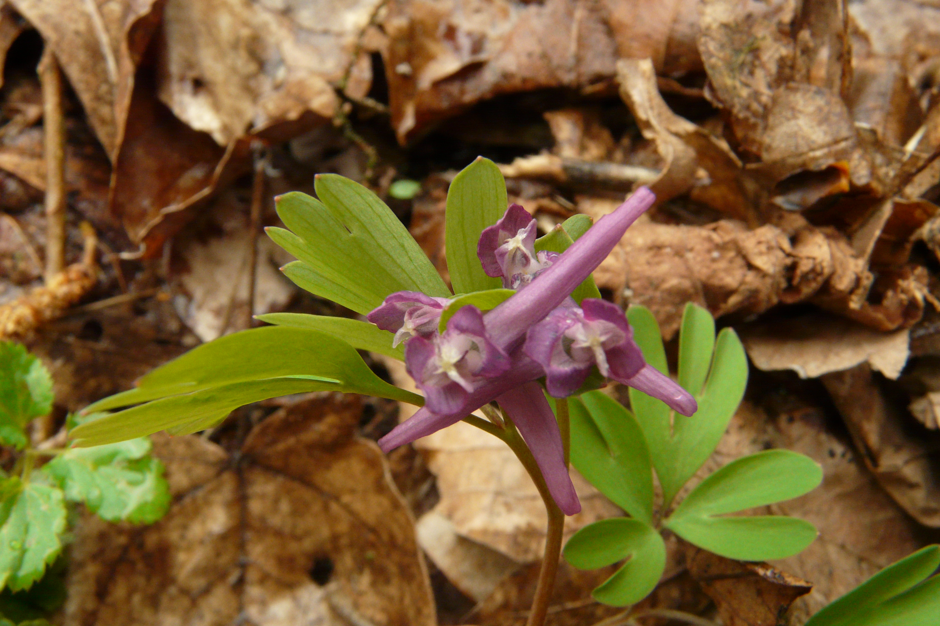 Corydalis intermedia