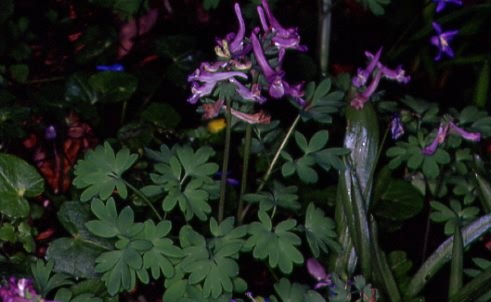 Corydalis solida 1