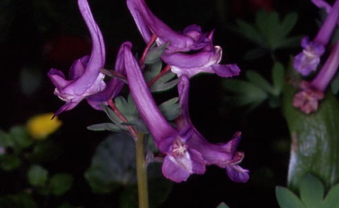 Corydalis solida 2