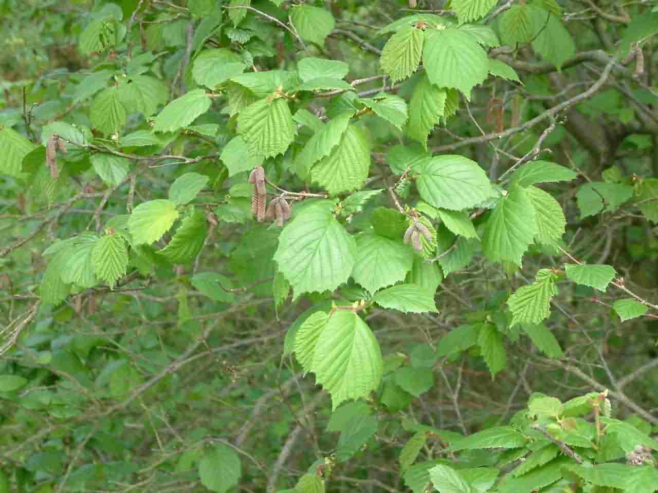 Corylus avellana 1