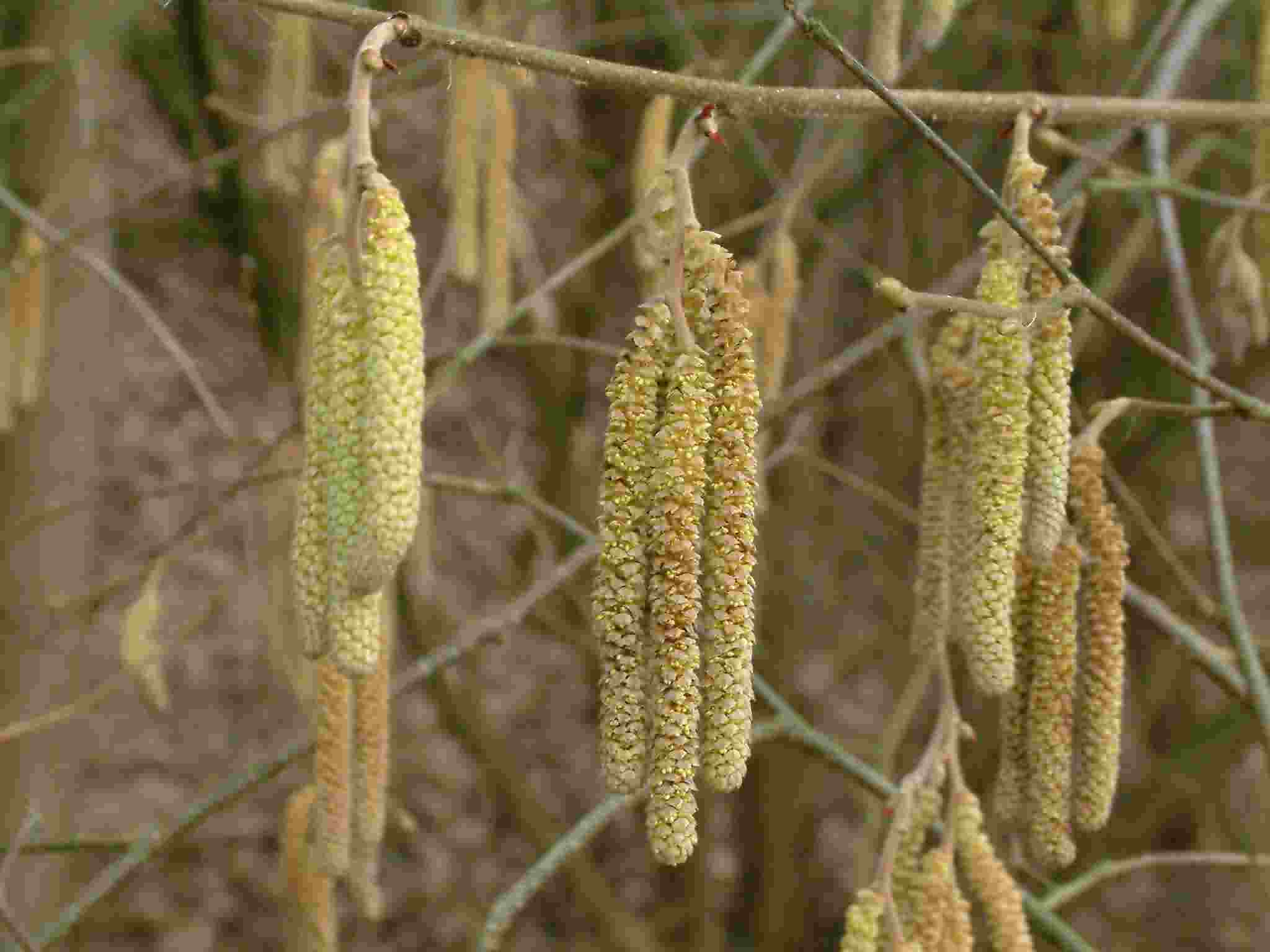 Corylus avellana 2