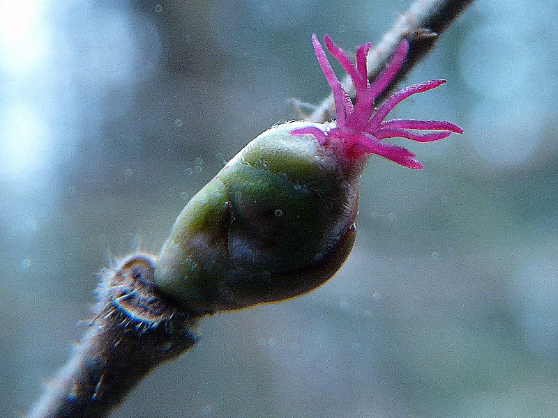 Corylus avellana 3