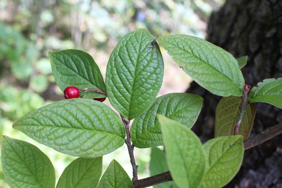 Cotoneaster bullatus 2