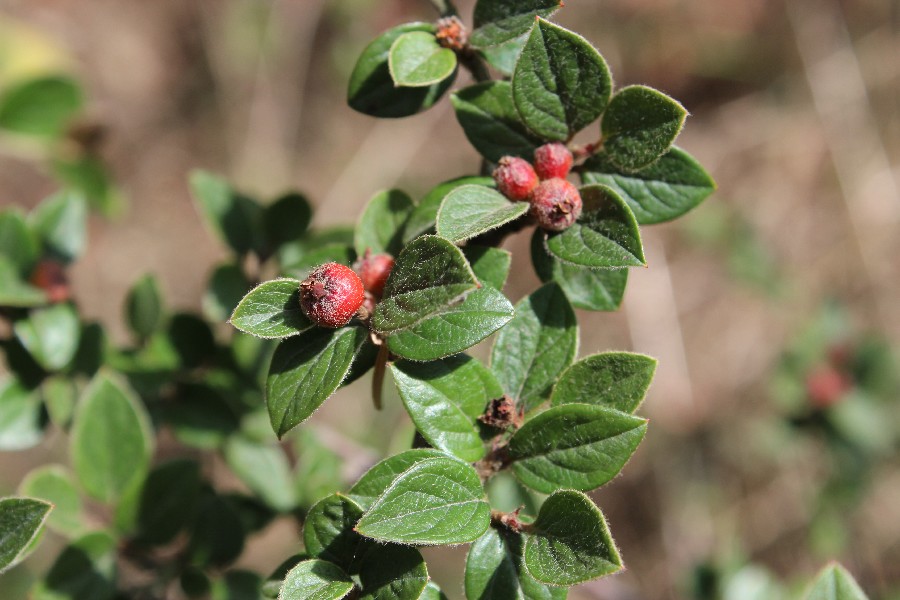 Cotoneaster dielsianus 1