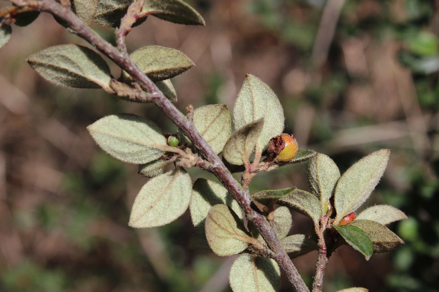 Cotoneaster dielsianus 2