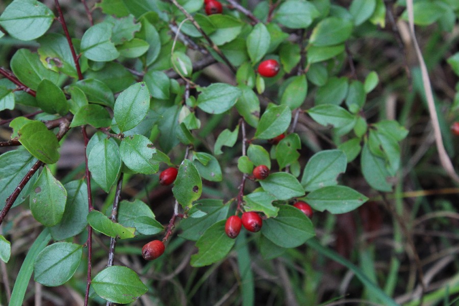 Cotoneaster divaricatus 1