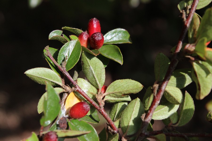 Cotoneaster divaricatus 2