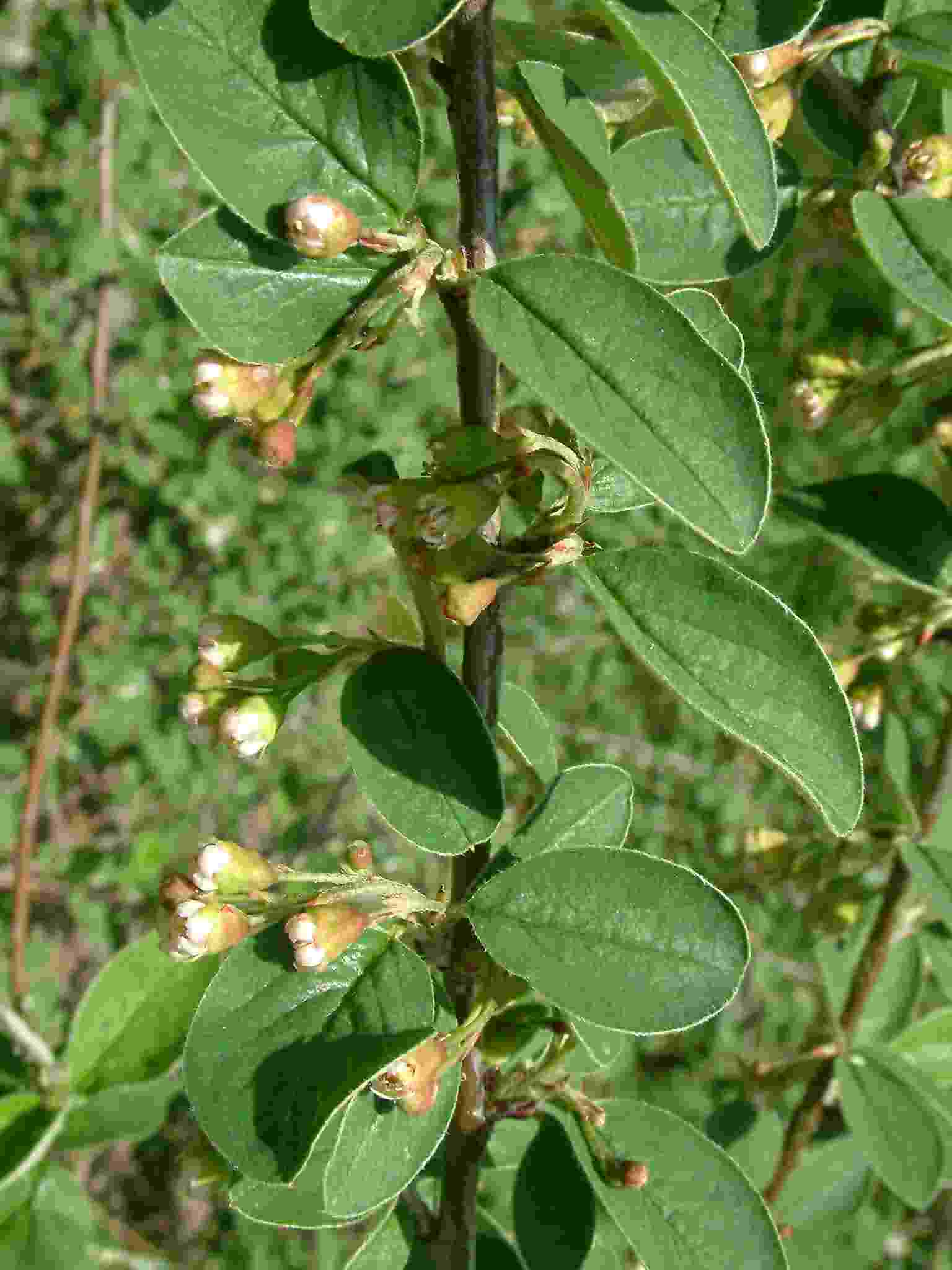 Cotoneaster integerrimus 3