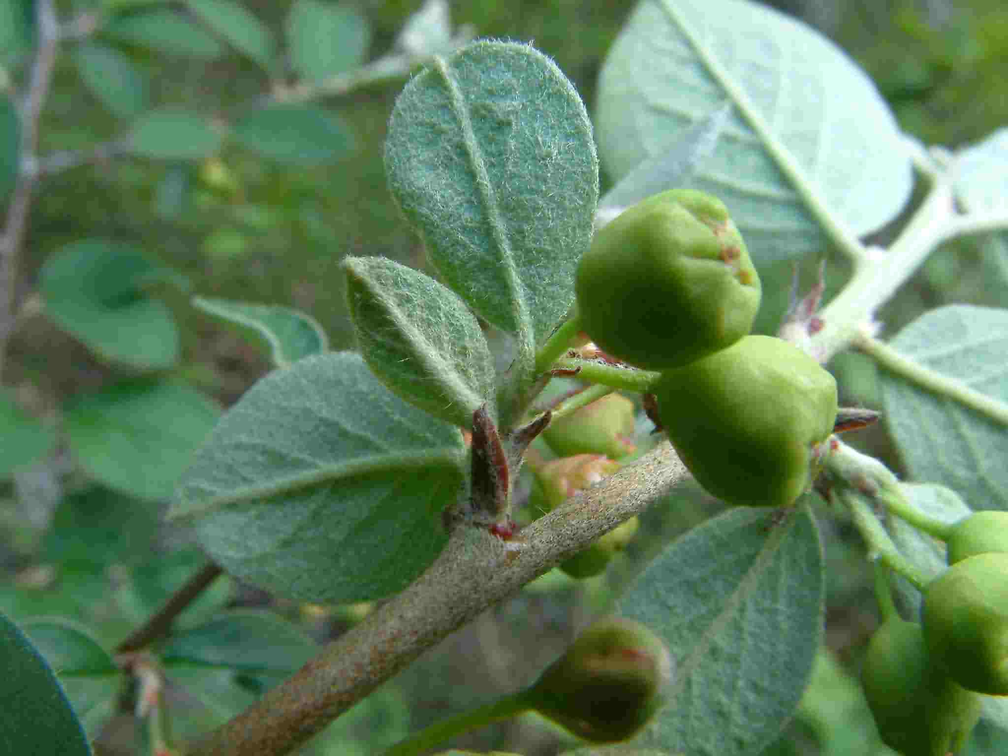 Cotoneaster integerrimus 2