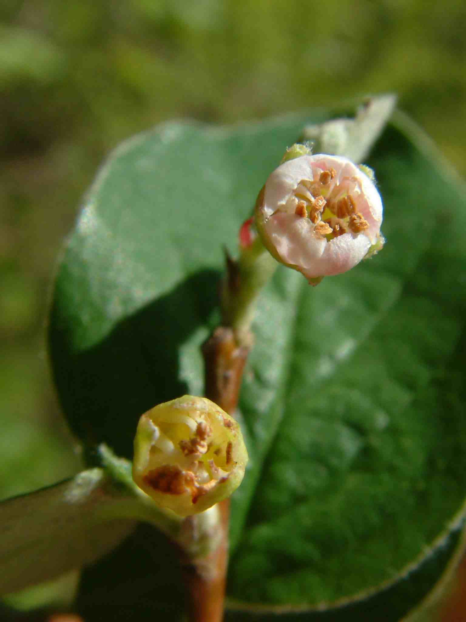 Cotoneaster integerrimus 1