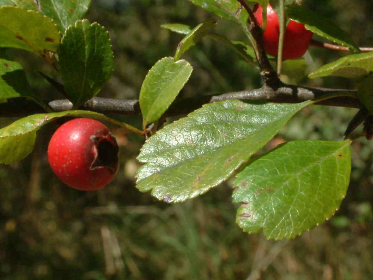 Crataegus laevigata 1