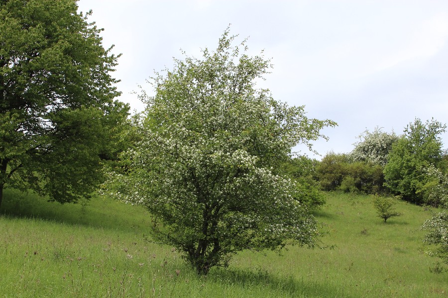 Crataegus monogyna 1