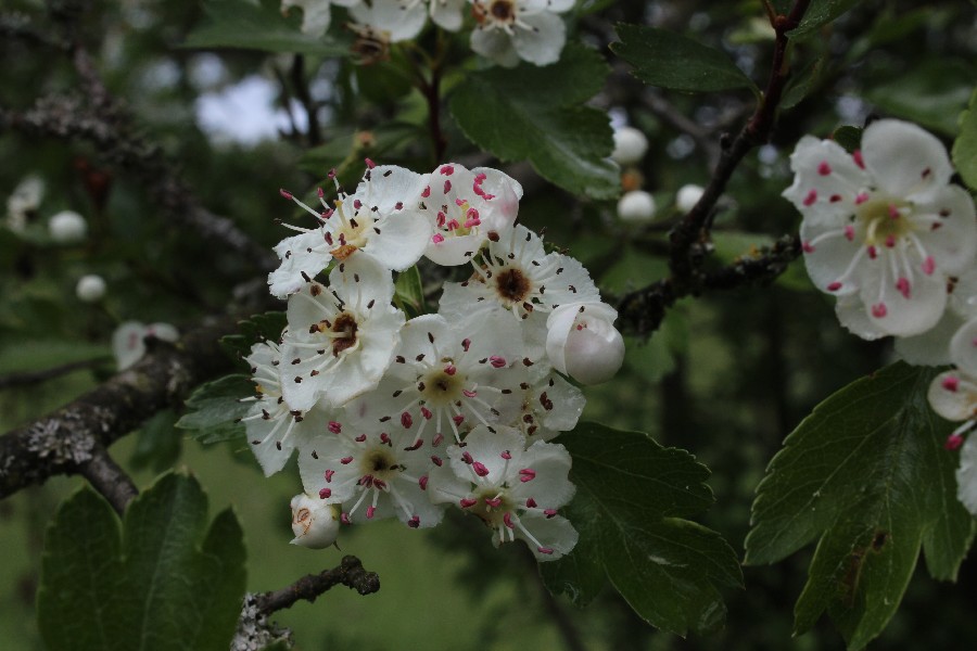 Crataegus monogyna 2