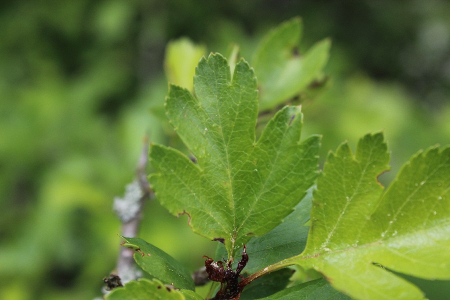 Crataegus monogyna 4