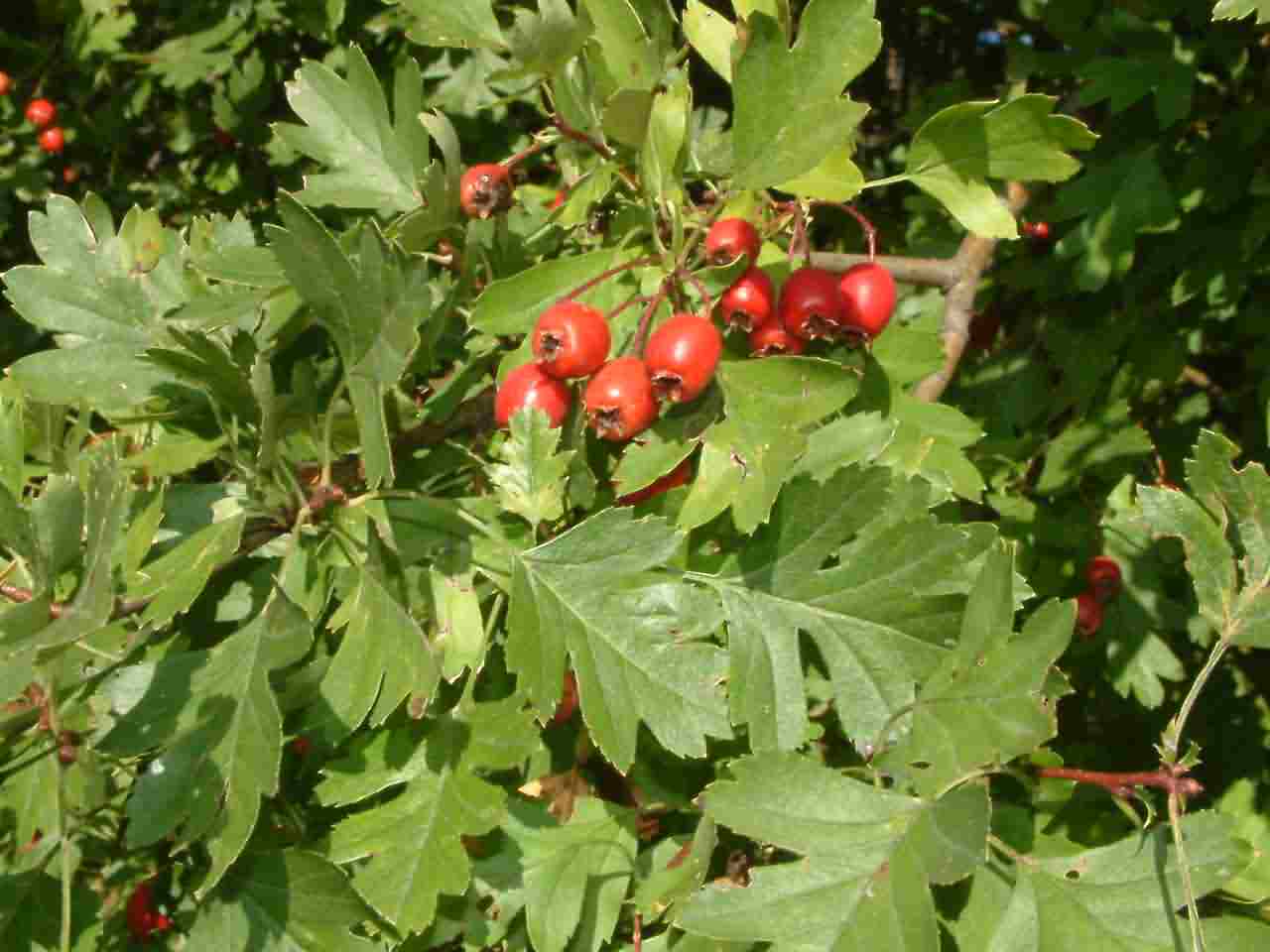 Crataegus monogyna 3