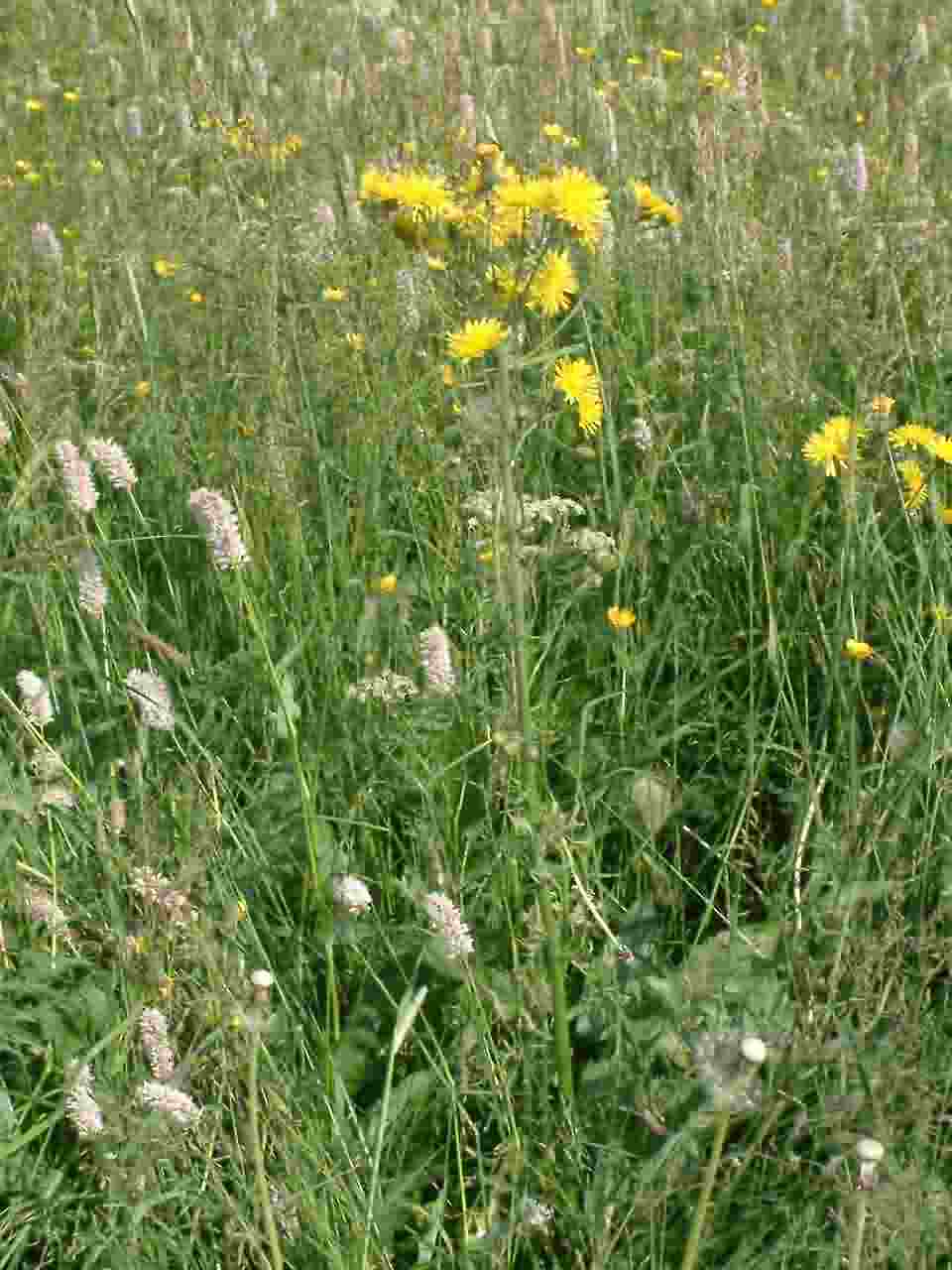 Crepis biennis 1