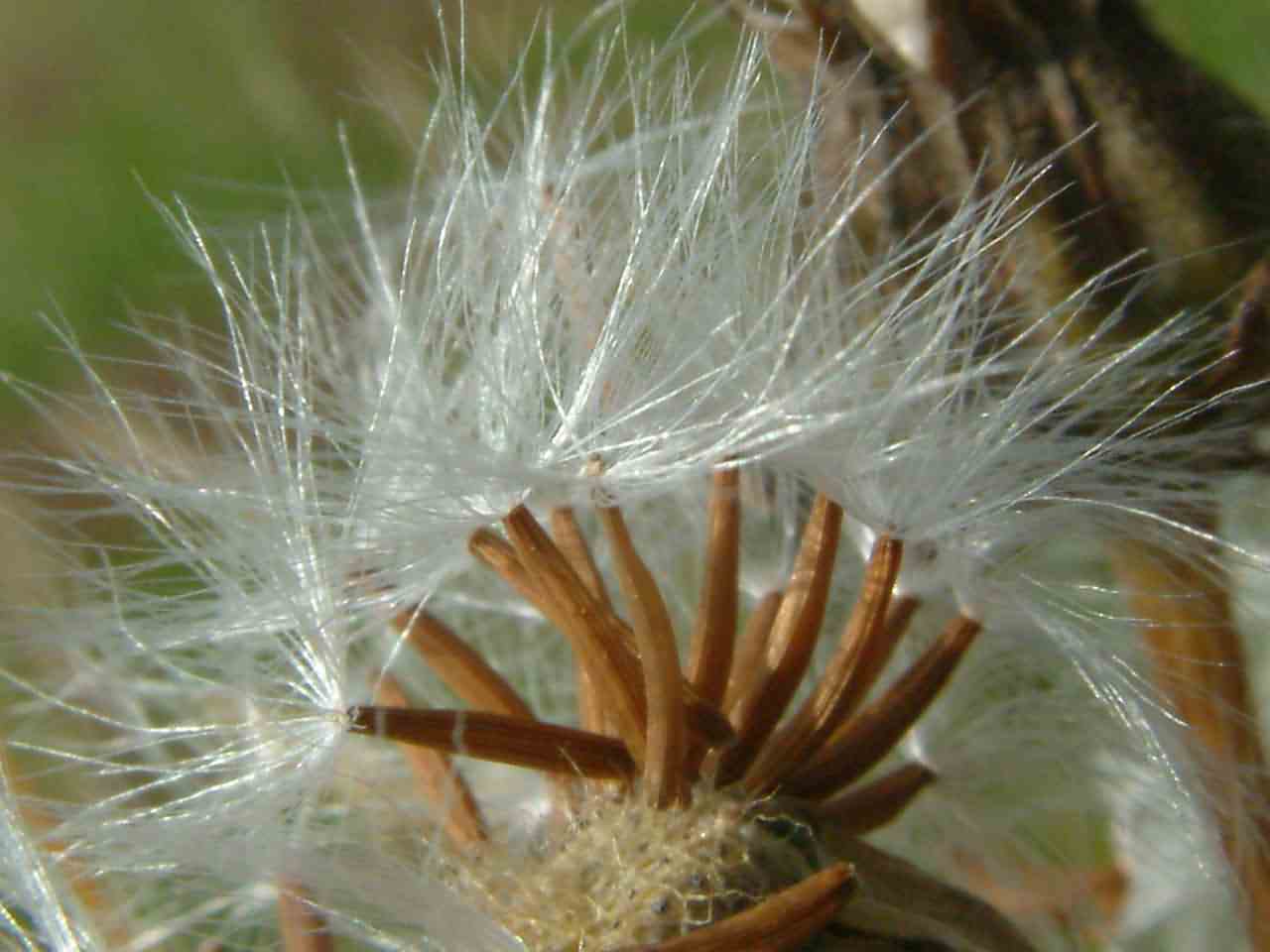 Crepis biennis 3