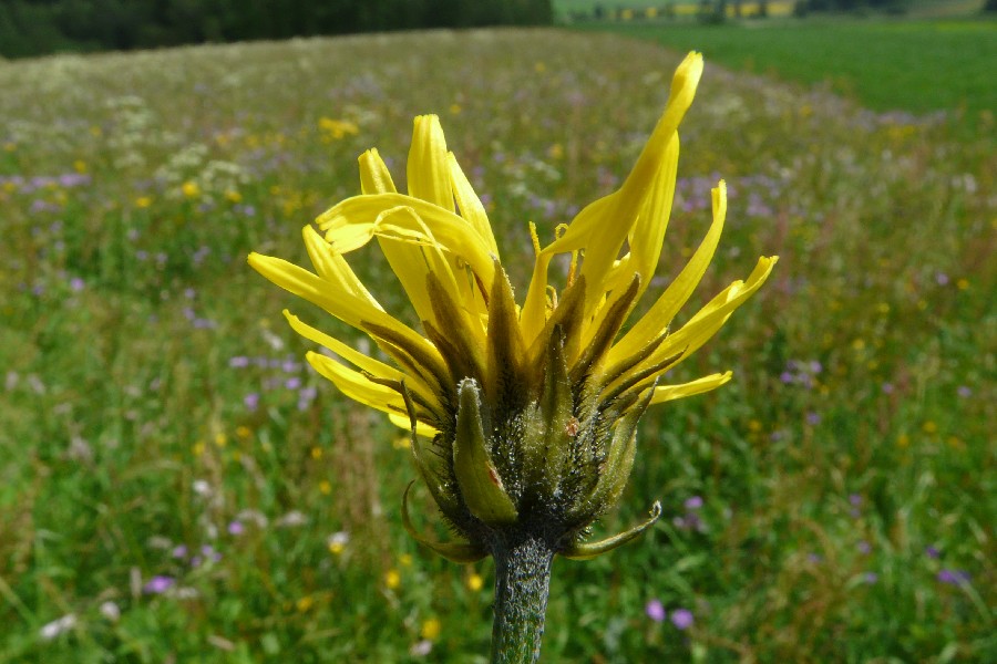 Crepis biennis 2