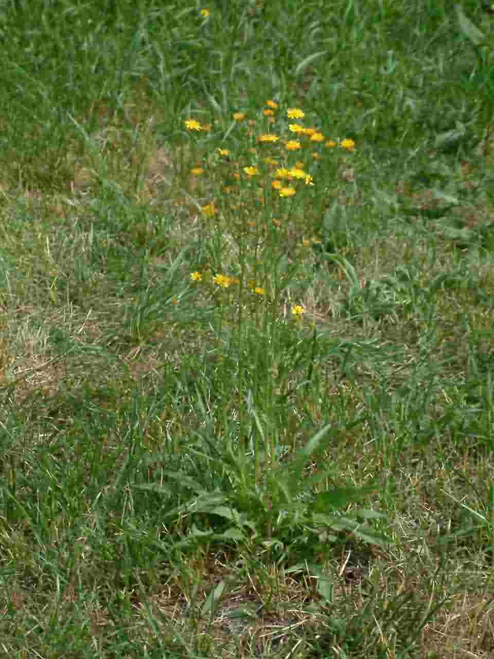 Crepis capillaris 1