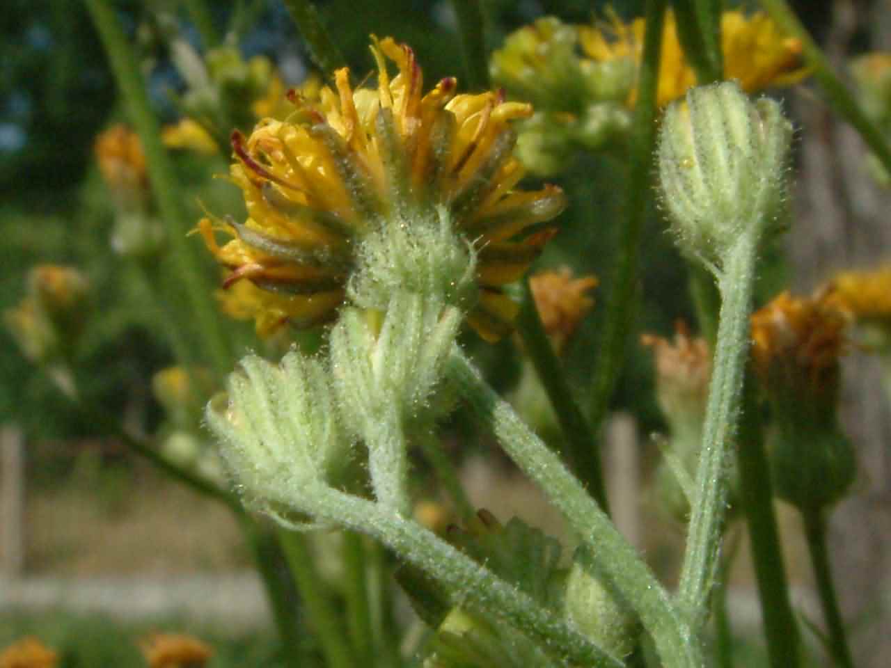 Crepis capillaris 3