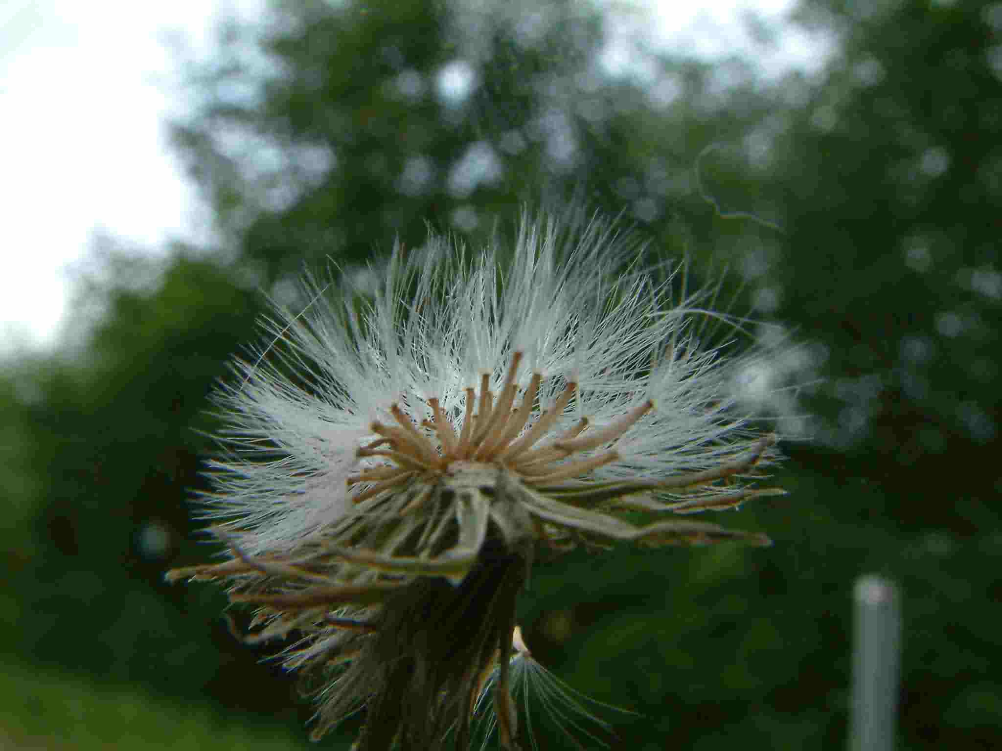 Crepis capillaris 4