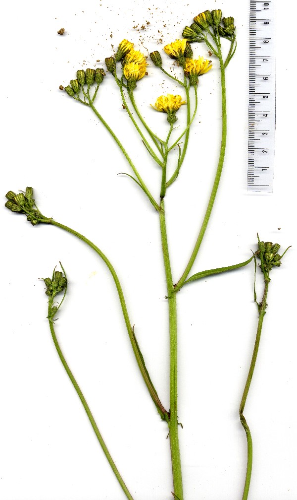 Crepis capillaris 5