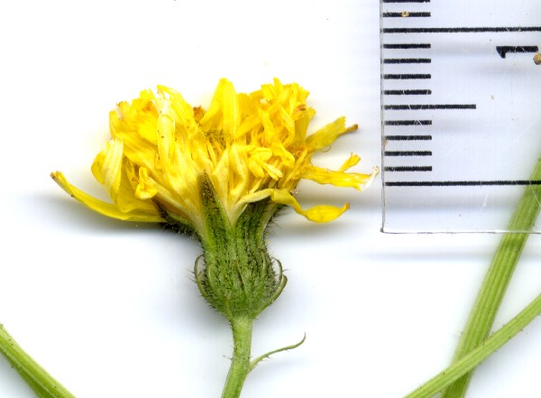 Crepis capillaris 6