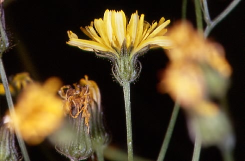 Crepis foetida 1