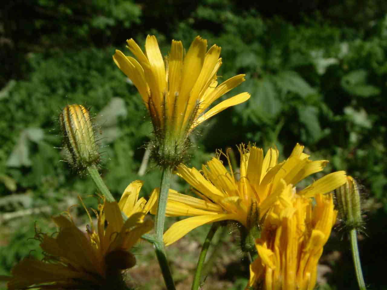 Crepis biennis 2