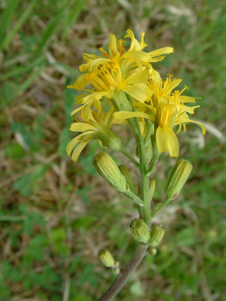 Crepis praemorsa 2